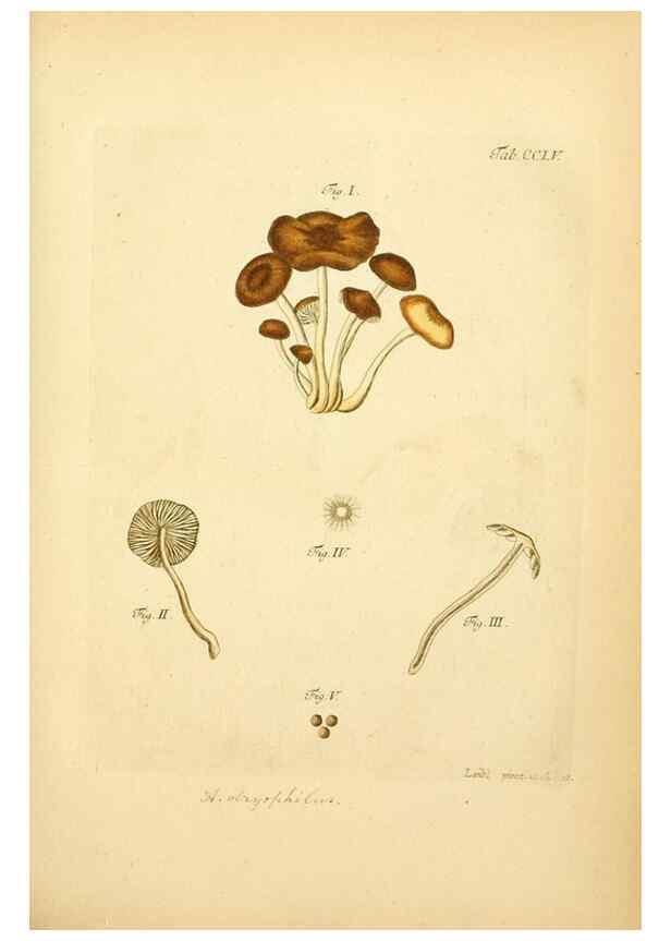 Reproducción/Reproduction 10314682225: Fungorum qui in Bavaria et Palatinatu circa Ratisbonam nascuntur icones, nativis coloribus expressae.. Erlangae,Apud J.J. Palmium,1800.