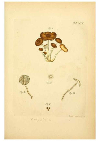 Reproducción/Reproduction 10314682225: Fungorum qui in Bavaria et Palatinatu circa Ratisbonam nascuntur icones, nativis coloribus expressae.. Erlangae,Apud J.J. Palmium,1800.