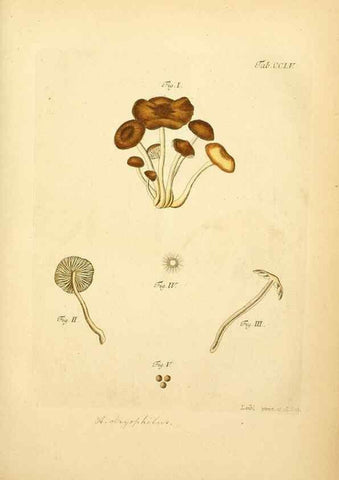 Reproducción/Reproduction 10314682225: Fungorum qui in Bavaria et Palatinatu circa Ratisbonam nascuntur icones, nativis coloribus expressae.. Erlangae,Apud J.J. Palmium,1800.