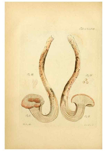 Reproducción/Reproduction 10314651805: Fungorum qui in Bavaria et Palatinatu circa Ratisbonam nascuntur icones, nativis coloribus expressae.. Erlangae,Apud J.J. Palmium,1800.