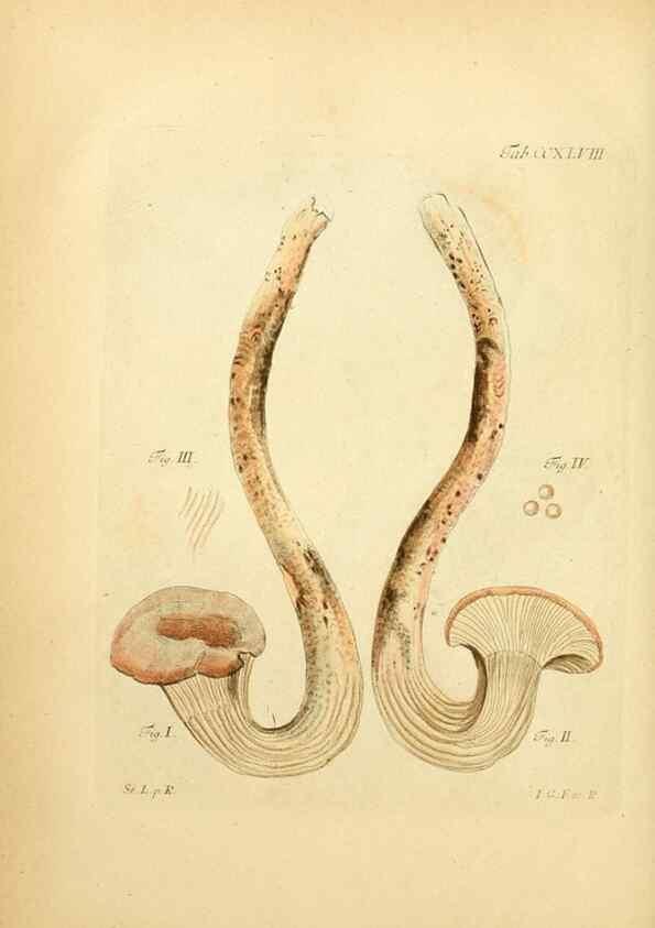 Reproducción/Reproduction 10314651805: Fungorum qui in Bavaria et Palatinatu circa Ratisbonam nascuntur icones, nativis coloribus expressae.. Erlangae,Apud J.J. Palmium,1800.