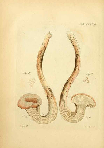 Reproducción/Reproduction 10314651805: Fungorum qui in Bavaria et Palatinatu circa Ratisbonam nascuntur icones, nativis coloribus expressae.. Erlangae,Apud J.J. Palmium,1800.