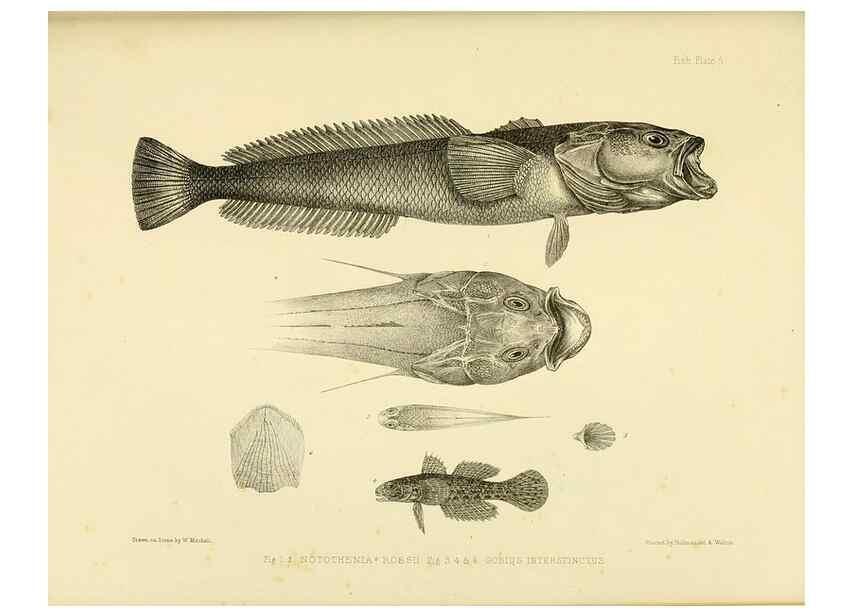 Reproducción/Reproduction 10327904575: The zoology of the voyage of the H.M.S. Erebus & Terror,. London,E. W. Janson,1844-1875.