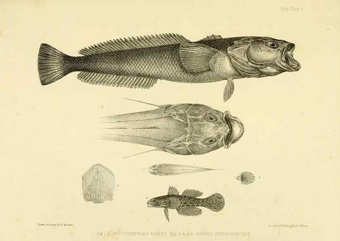 Reproducción/Reproduction 10327904575: The zoology of the voyage of the H.M.S. Erebus & Terror,. London,E. W. Janson,1844-1875.