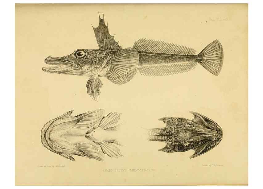 Reproducción/Reproduction 10328065773: The zoology of the voyage of the H.M.S. Erebus & Terror,. London,E. W. Janson,1844-1875.