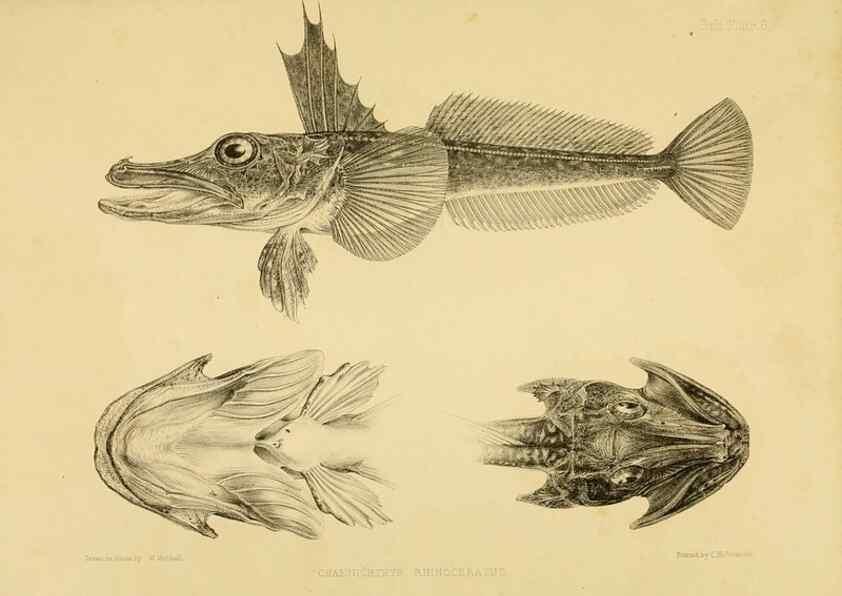 Reproducción/Reproduction 10328065773: The zoology of the voyage of the H.M.S. Erebus & Terror,. London,E. W. Janson,1844-1875.