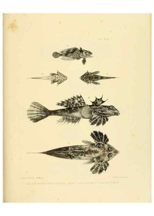 Reproducción/Reproduction 10327894724: The zoology of the voyage of the H.M.S. Erebus & Terror,. London,E. W. Janson,1844-1875.