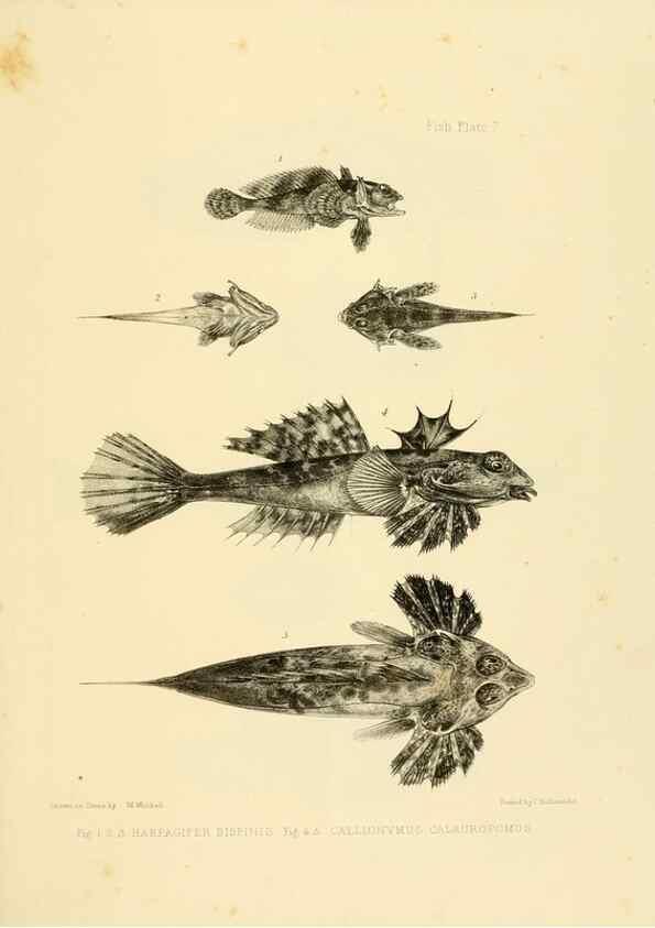 Reproducción/Reproduction 10327894724: The zoology of the voyage of the H.M.S. Erebus & Terror,. London,E. W. Janson,1844-1875.