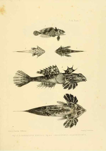 Reproducción/Reproduction 10327894724: The zoology of the voyage of the H.M.S. Erebus & Terror,. London,E. W. Janson,1844-1875.
