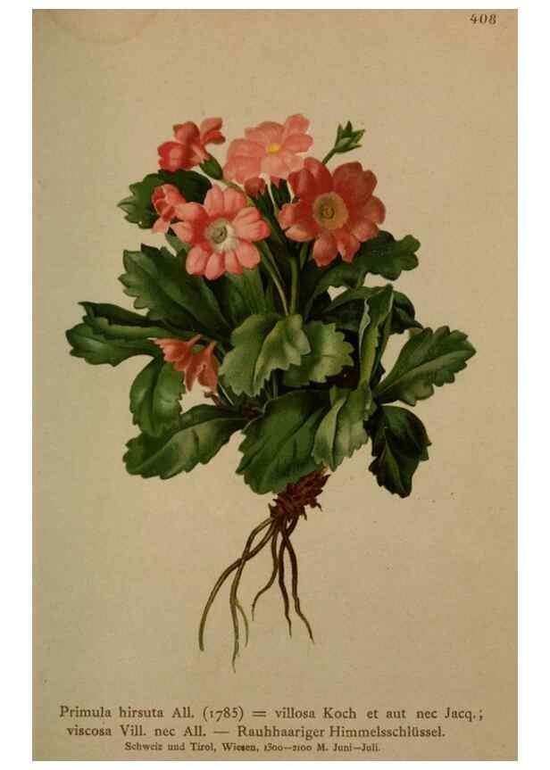Reproducción/Reproduction 10424239195: Atlas der Alpenflora /. Wien :Eigenthum und Verlag des Deutschen und Oesterr. Alpenvereins,1882.