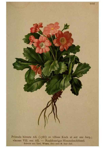 Reproducción/Reproduction 10424239195: Atlas der Alpenflora /. Wien :Eigenthum und Verlag des Deutschen und Oesterr. Alpenvereins,1882.