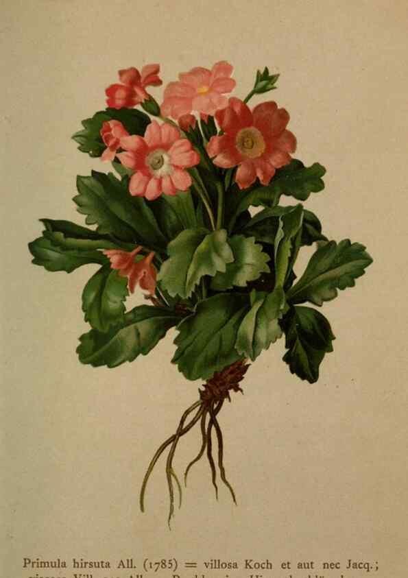 Reproducción/Reproduction 10424239195: Atlas der Alpenflora /. Wien :Eigenthum und Verlag des Deutschen und Oesterr. Alpenvereins,1882.