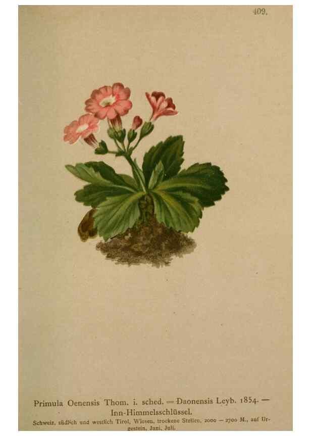 Reproducción/Reproduction 10424243675: Atlas der Alpenflora /. Wien :Eigenthum und Verlag des Deutschen und Oesterr. Alpenvereins,1882.