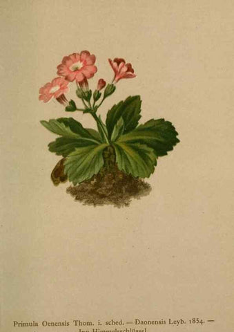 Reproducción/Reproduction 10424243675: Atlas der Alpenflora /. Wien :Eigenthum und Verlag des Deutschen und Oesterr. Alpenvereins,1882.