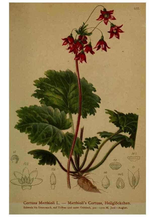 Reproducción/Reproduction 10424248165: Atlas der Alpenflora /. Wien :Eigenthum und Verlag des Deutschen und Oesterr. Alpenvereins,1882.