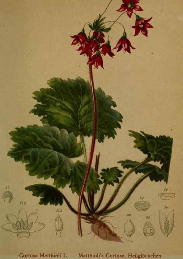 Reproducción/Reproduction 10424248165: Atlas der Alpenflora /. Wien :Eigenthum und Verlag des Deutschen und Oesterr. Alpenvereins,1882.