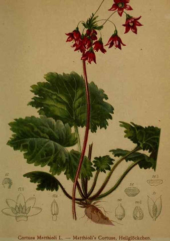 Reproducción/Reproduction 10424248165: Atlas der Alpenflora /. Wien :Eigenthum und Verlag des Deutschen und Oesterr. Alpenvereins,1882.