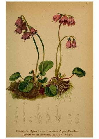 Reproducción/Reproduction 10424253305: Atlas der Alpenflora /. Wien :Eigenthum und Verlag des Deutschen und Oesterr. Alpenvereins,1882.