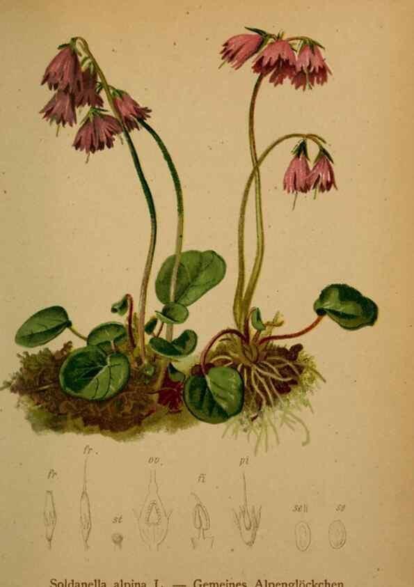 Reproducción/Reproduction 10424253305: Atlas der Alpenflora /. Wien :Eigenthum und Verlag des Deutschen und Oesterr. Alpenvereins,1882.