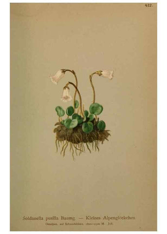 Reproducción/Reproduction 10424257145: Atlas der Alpenflora /. Wien :Eigenthum und Verlag des Deutschen und Oesterr. Alpenvereins,1882.