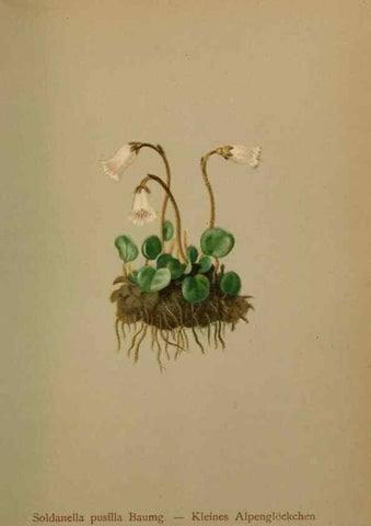 Reproducción/Reproduction 10424257145: Atlas der Alpenflora /. Wien :Eigenthum und Verlag des Deutschen und Oesterr. Alpenvereins,1882.
