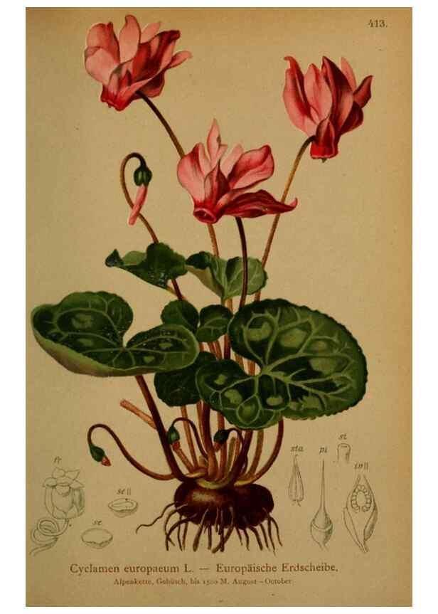 Reproducción/Reproduction 10424230454: Atlas der Alpenflora /. Wien :Eigenthum und Verlag des Deutschen und Oesterr. Alpenvereins,1882.