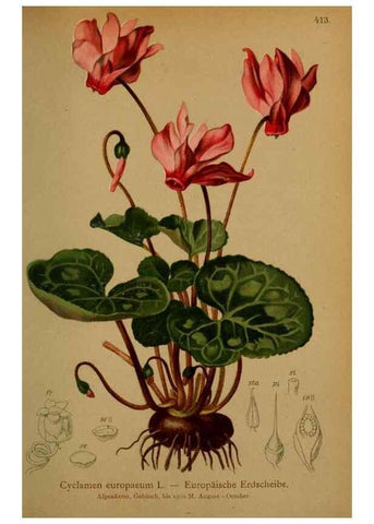Reproducción/Reproduction 10424230454: Atlas der Alpenflora /. Wien :Eigenthum und Verlag des Deutschen und Oesterr. Alpenvereins,1882.