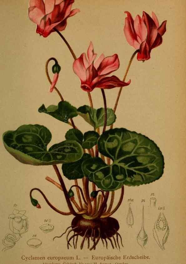 Reproducción/Reproduction 10424230454: Atlas der Alpenflora /. Wien :Eigenthum und Verlag des Deutschen und Oesterr. Alpenvereins,1882.