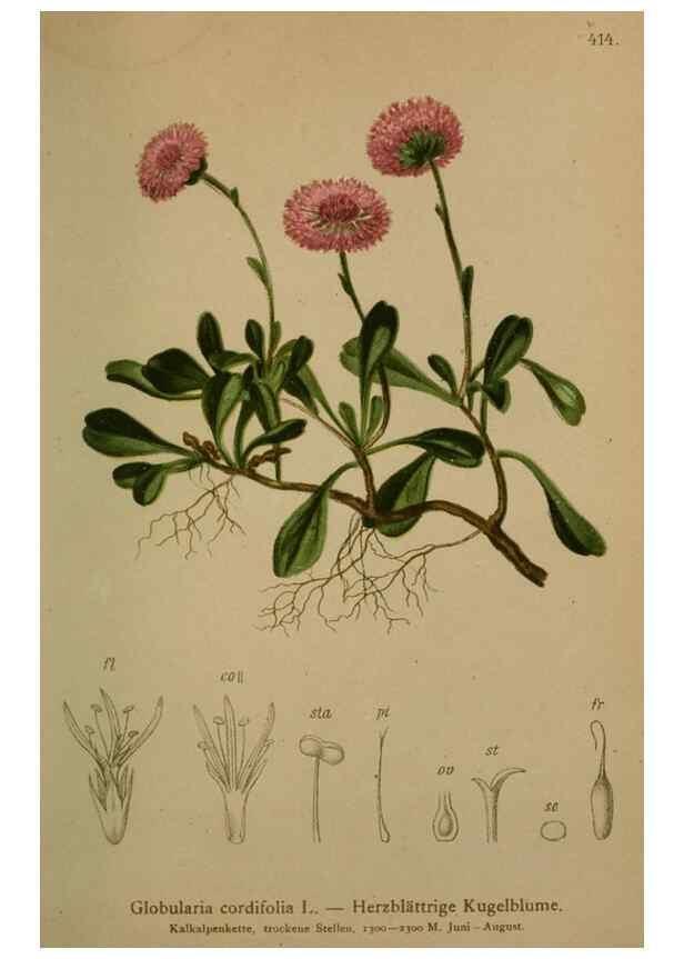 Reproducción/Reproduction 10424259026: Atlas der Alpenflora /. Wien :Eigenthum und Verlag des Deutschen und Oesterr. Alpenvereins,1882.