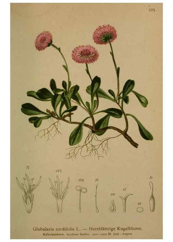 Reproducción/Reproduction 10424259026: Atlas der Alpenflora /. Wien :Eigenthum und Verlag des Deutschen und Oesterr. Alpenvereins,1882.