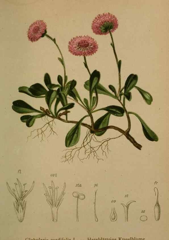Reproducción/Reproduction 10424259026: Atlas der Alpenflora /. Wien :Eigenthum und Verlag des Deutschen und Oesterr. Alpenvereins,1882.