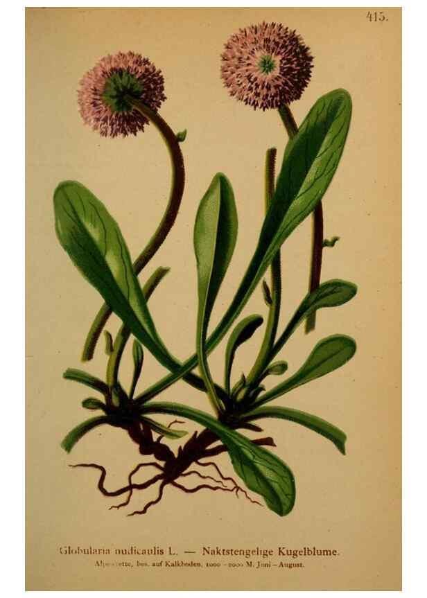 Reproducción/Reproduction 10424263906: Atlas der Alpenflora /. Wien :Eigenthum und Verlag des Deutschen und Oesterr. Alpenvereins,1882.