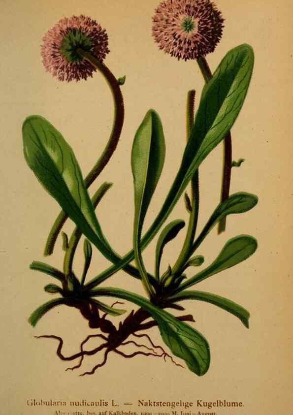 Reproducción/Reproduction 10424263906: Atlas der Alpenflora /. Wien :Eigenthum und Verlag des Deutschen und Oesterr. Alpenvereins,1882.