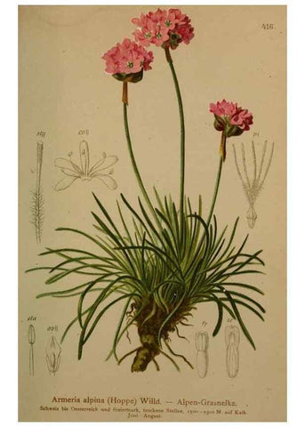 Reproducción/Reproduction 10424412033: Atlas der Alpenflora /. Wien :Eigenthum und Verlag des Deutschen und Oesterr. Alpenvereins,1882.