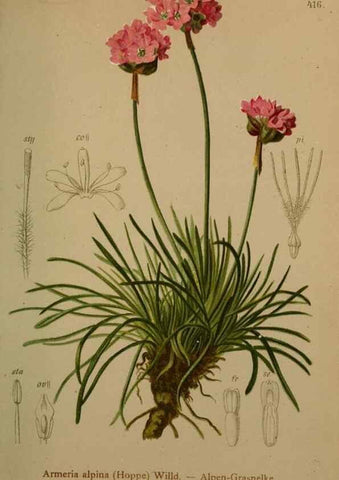 Reproducción/Reproduction 10424412033: Atlas der Alpenflora /. Wien :Eigenthum und Verlag des Deutschen und Oesterr. Alpenvereins,1882.