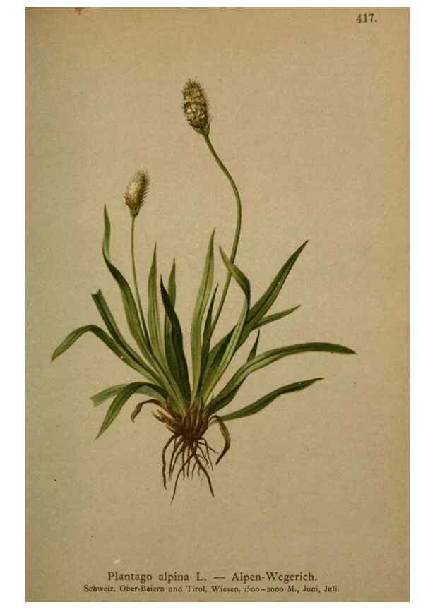 Reproducción/Reproduction 10424250964: Atlas der Alpenflora /. Wien :Eigenthum und Verlag des Deutschen und Oesterr. Alpenvereins,1882.