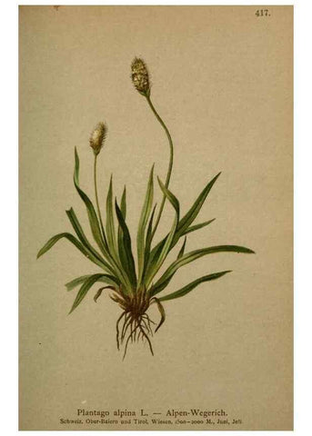 Reproducción/Reproduction 10424250964: Atlas der Alpenflora /. Wien :Eigenthum und Verlag des Deutschen und Oesterr. Alpenvereins,1882.