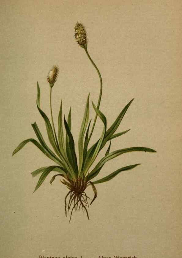 Reproducción/Reproduction 10424250964: Atlas der Alpenflora /. Wien :Eigenthum und Verlag des Deutschen und Oesterr. Alpenvereins,1882.