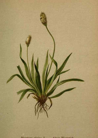 Reproducción/Reproduction 10424250964: Atlas der Alpenflora /. Wien :Eigenthum und Verlag des Deutschen und Oesterr. Alpenvereins,1882.