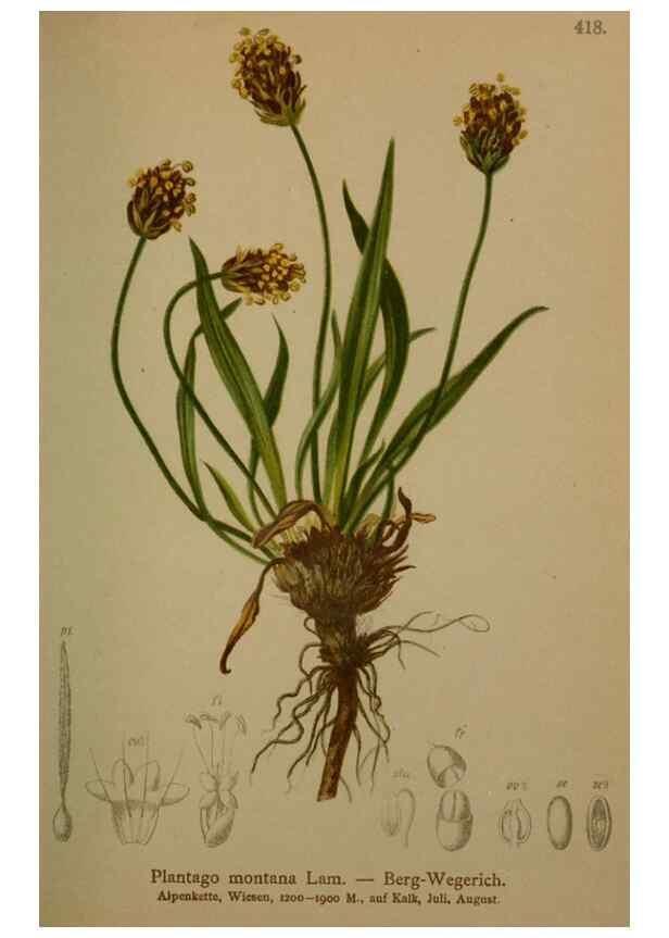 Reproducción/Reproduction 10424278166: Atlas der Alpenflora /. Wien :Eigenthum und Verlag des Deutschen und Oesterr. Alpenvereins,1882.