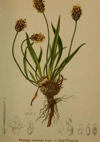 Reproducción/Reproduction 10424278166: Atlas der Alpenflora /. Wien :Eigenthum und Verlag des Deutschen und Oesterr. Alpenvereins,1882.