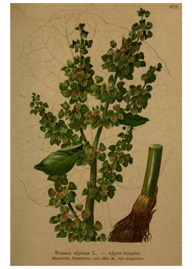 Reproducción/Reproduction 10424291795: Atlas der Alpenflora /. Wien :Eigenthum und Verlag des Deutschen und Oesterr. Alpenvereins,1882.