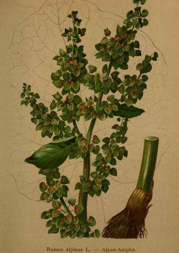 Reproducción/Reproduction 10424291795: Atlas der Alpenflora /. Wien :Eigenthum und Verlag des Deutschen und Oesterr. Alpenvereins,1882.