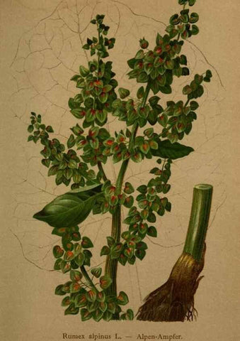 Reproducción/Reproduction 10424291795: Atlas der Alpenflora /. Wien :Eigenthum und Verlag des Deutschen und Oesterr. Alpenvereins,1882.