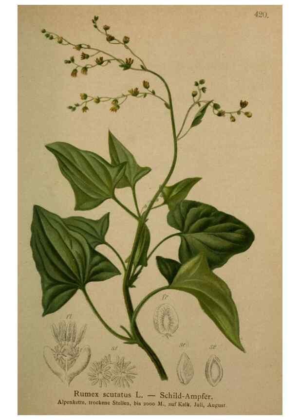 Reproducción/Reproduction 10424288086: Atlas der Alpenflora /. Wien :Eigenthum und Verlag des Deutschen und Oesterr. Alpenvereins,1882.