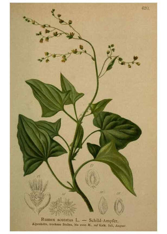Reproducción/Reproduction 10424288086: Atlas der Alpenflora /. Wien :Eigenthum und Verlag des Deutschen und Oesterr. Alpenvereins,1882.