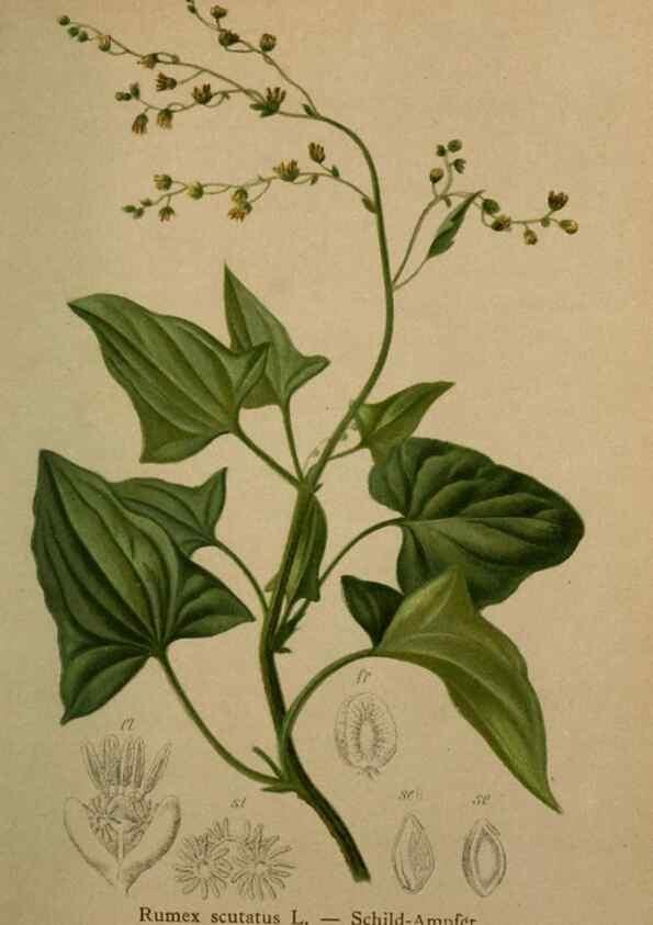Reproducción/Reproduction 10424288086: Atlas der Alpenflora /. Wien :Eigenthum und Verlag des Deutschen und Oesterr. Alpenvereins,1882.