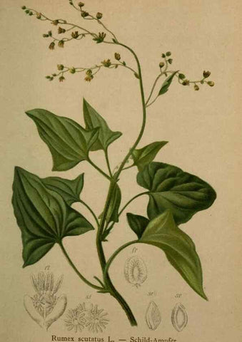 Reproducción/Reproduction 10424288086: Atlas der Alpenflora /. Wien :Eigenthum und Verlag des Deutschen und Oesterr. Alpenvereins,1882.