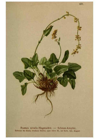 Reproducción/Reproduction 10424293806: Atlas der Alpenflora /. Wien :Eigenthum und Verlag des Deutschen und Oesterr. Alpenvereins,1882.