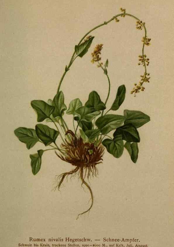 Reproducción/Reproduction 10424293806: Atlas der Alpenflora /. Wien :Eigenthum und Verlag des Deutschen und Oesterr. Alpenvereins,1882.